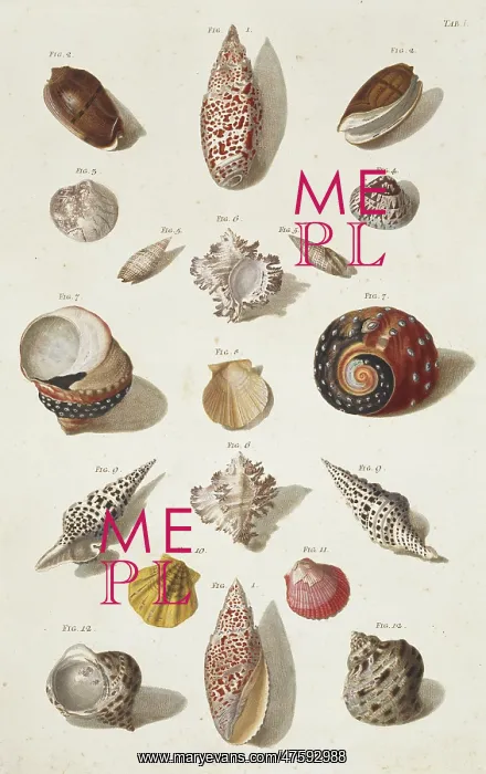 : Collection of shells : Collection of shells