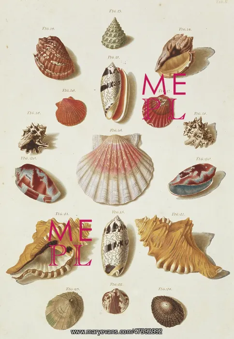  : Collection of Shells