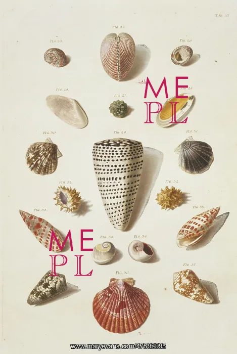 : Collection of shells : Collection of shells