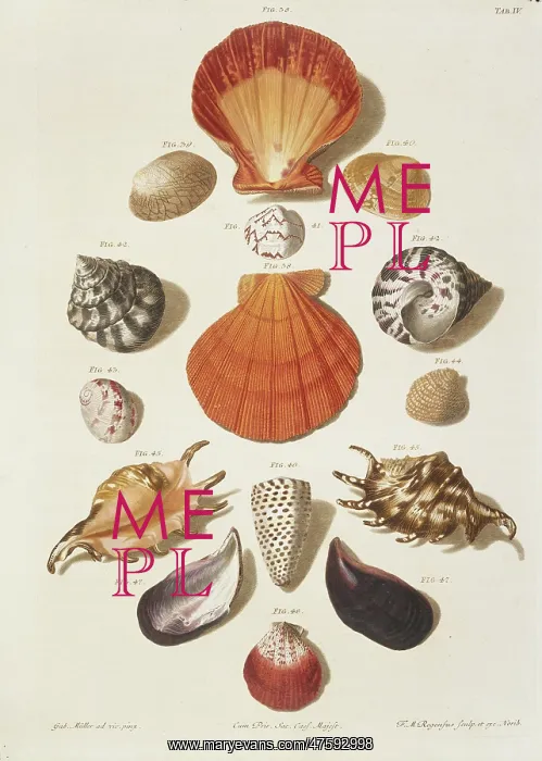  : Collection of shells