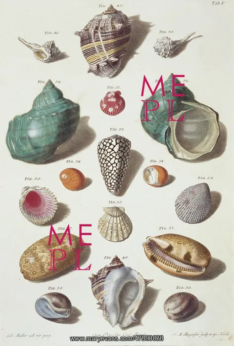 : Collection of shells : Collection of shells