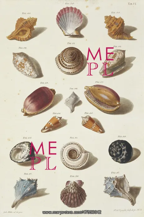 : Collection of shells : Collection of shells
