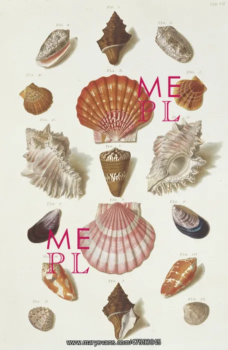 : Collection of shells : Collection of shells