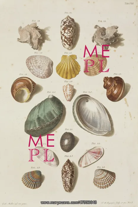 : Collection of shells : Collection of shells
