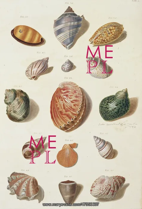 : Collection of shells : Collection of shells