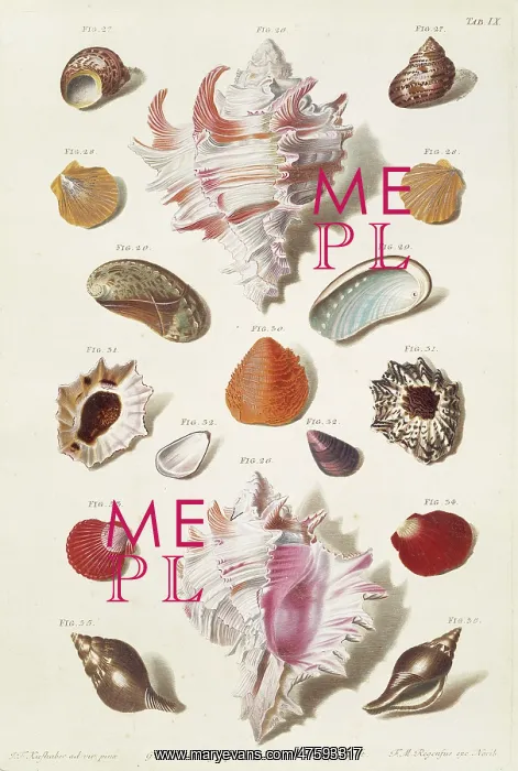  : Collection of shells