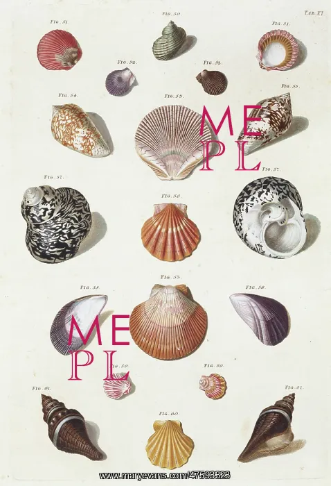 : Collection of shells