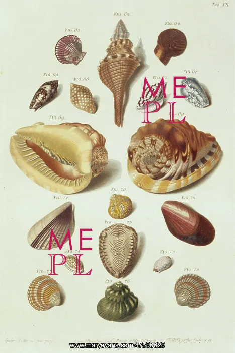 : Collection of shells