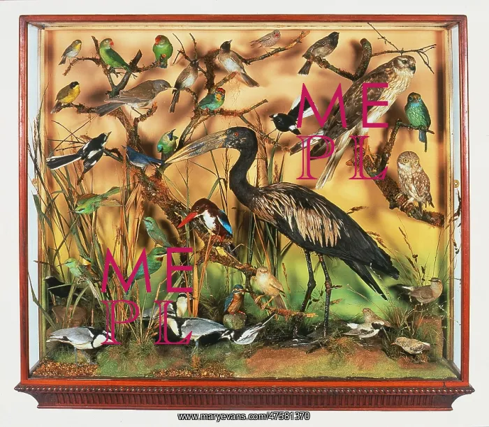 : Collection of stuffed birds : Collection of stuffed birds