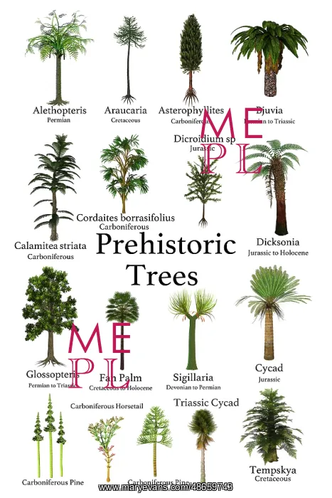: A collection of trees and cycads that lived during : A collection of trees and cycads that lived during