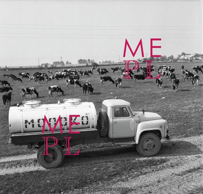 : Collective farm pasture : Collective farm pasture