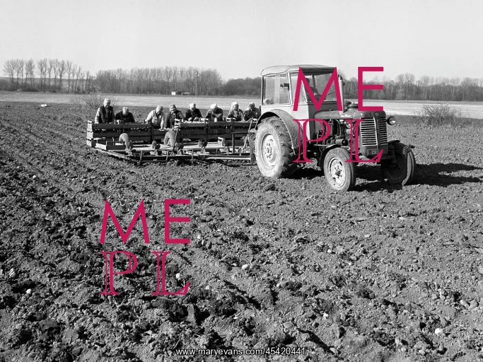  : Collective farm workers plant potatoes