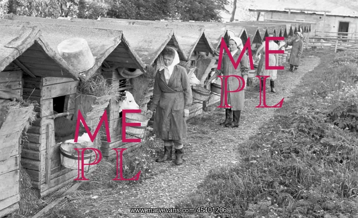 : Collective farming - feeding - bovine - workers : Collective farming - feeding - bovine - workers
