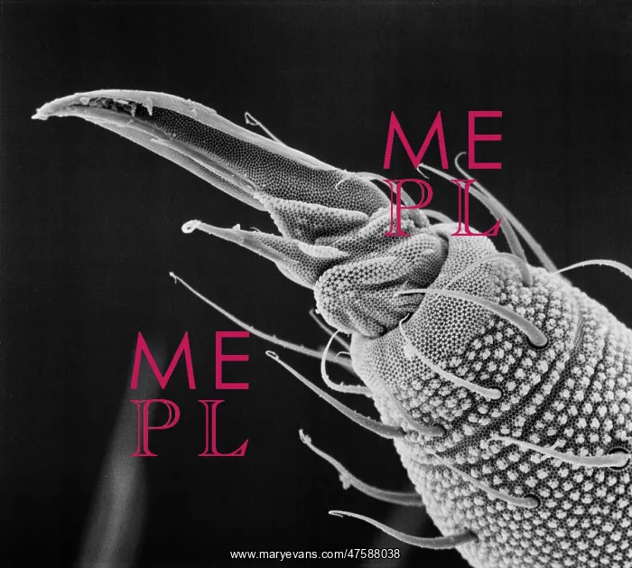 : Collembola ocelli, springtail : Collembola ocelli, springtail