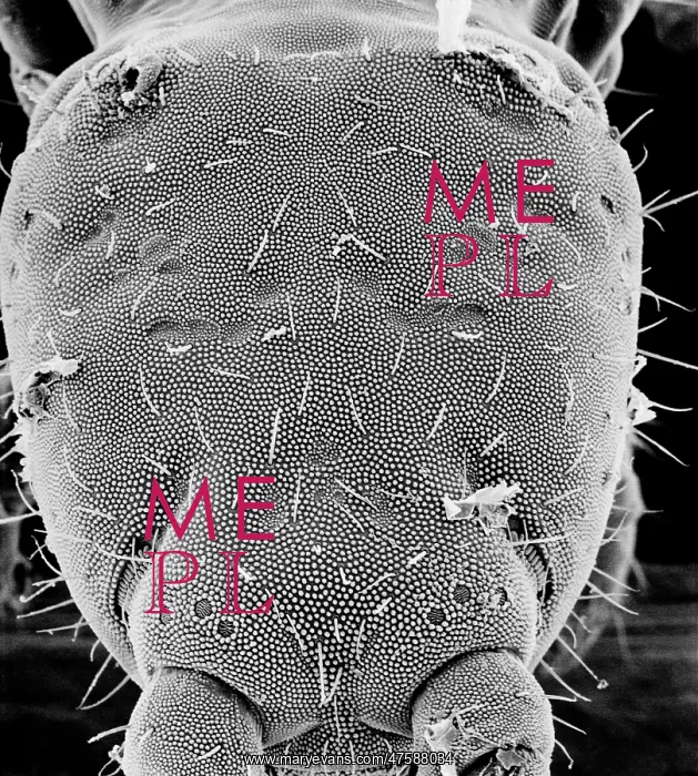 : Collembola, springtail : Collembola, springtail