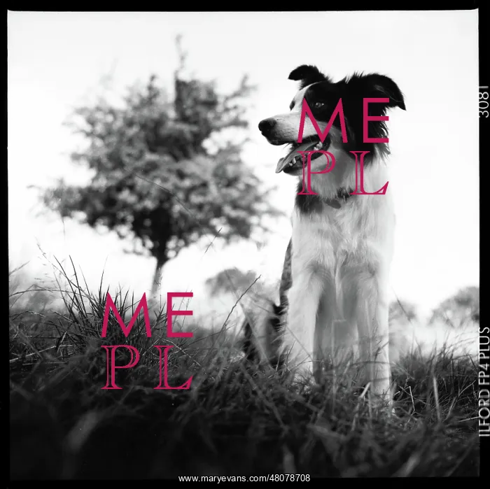  : Collie dog Primrose Hill