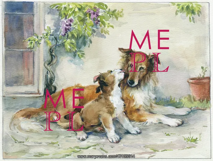  : Collie dog and puppy