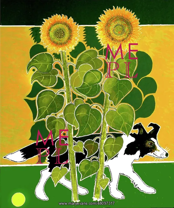  : Collie Dog and Sunflowers