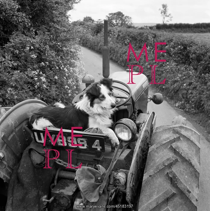  : Collie Driving Tractor