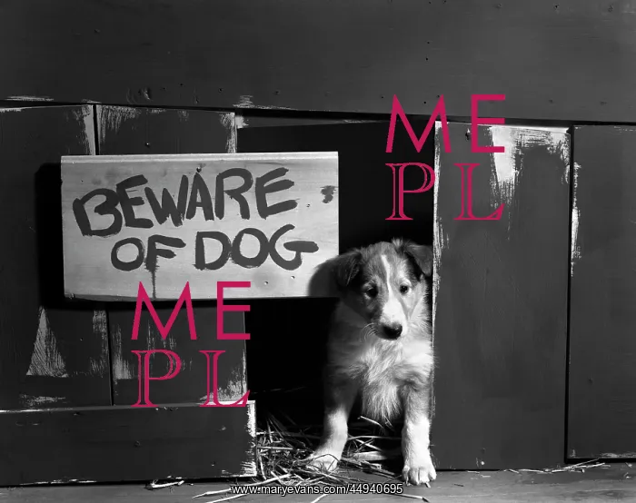  : Collie Puppy Sitting In Door Of