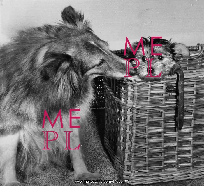 : Collie with smaller dog in basket : Collie with smaller dog in basket