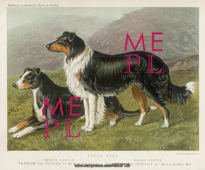  : COLLIES ROUGH & SMOOTH