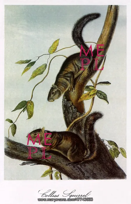  : Collie's Squirrel