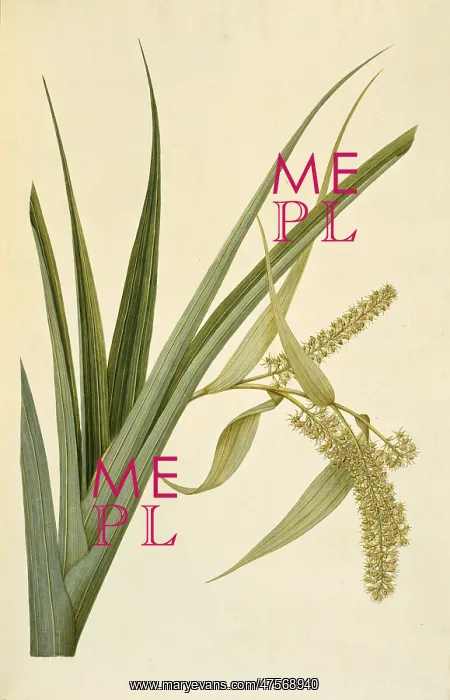 : Collospermum hastatum, perching lily : Collospermum hastatum, perching lily