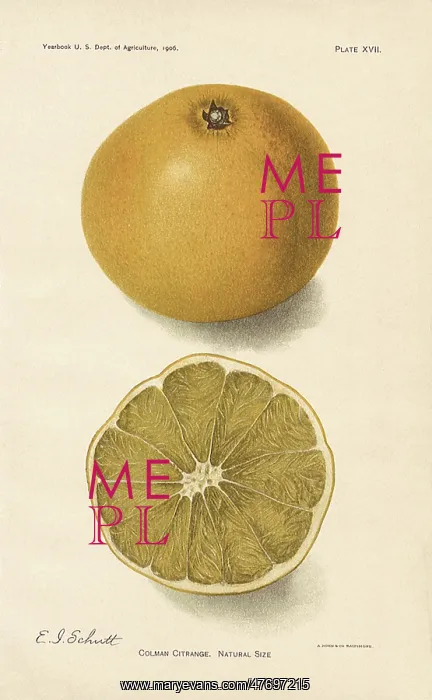  : Colman Orange