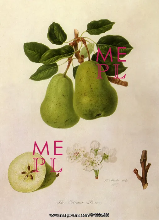  : Colmar Pears