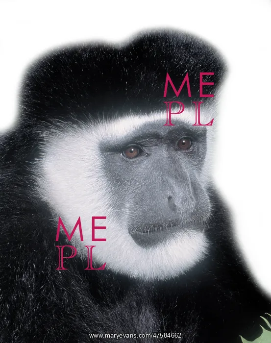 : Colobus guereza, guereza : Colobus guereza, guereza