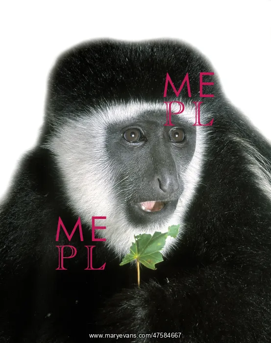 : Colobus guereza, guereza : Colobus guereza, guereza