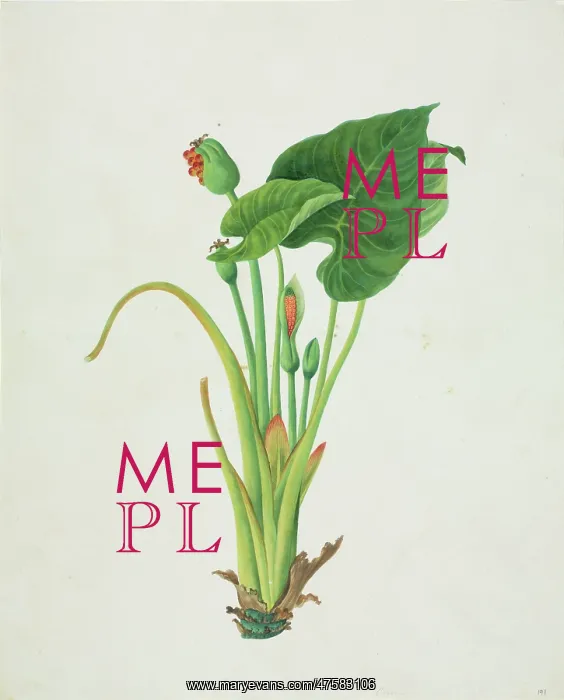 : Colocasia sp : Colocasia sp