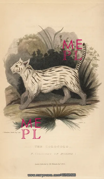 : Colocolo, Leopardus colocolo : Colocolo, Leopardus colocolo
