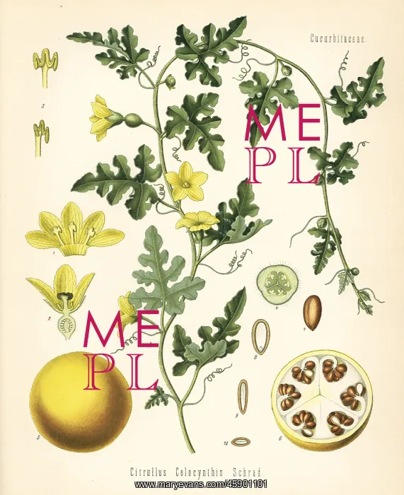: Colocynth or bitter apple, Citrullus colocynthis : Colocynth or bitter apple, Citrullus colocynthis