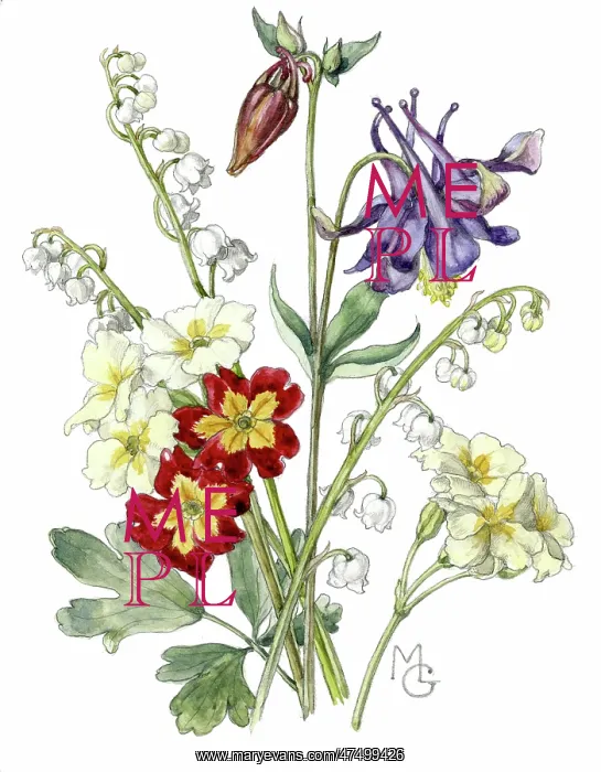 : Colombine, Lily of the Valley, Polyanthus : Colombine, Lily of the Valley, Polyanthus