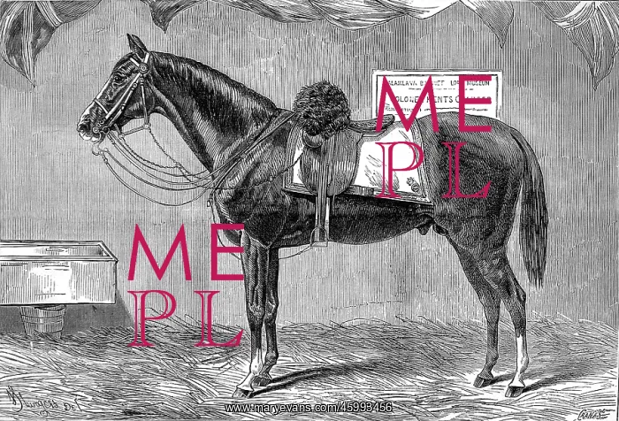 : Colonel Kent's Horse, 1875 : Colonel Kent's Horse, 1875