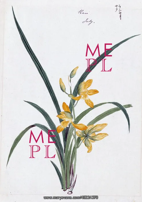 : Color ink drawing depicting orchid (possibly ? : Color ink drawing depicting orchid (possibly ?