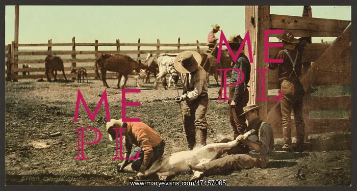 : Colorado. Branding calves : Colorado. Branding calves