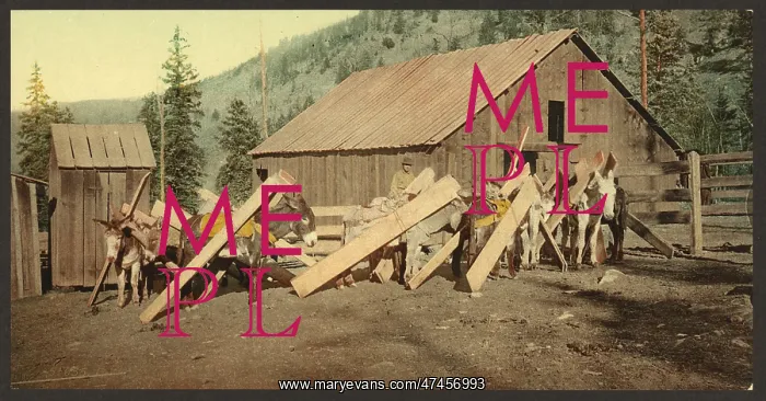 : Colorado. Burros loaded with lumber : Colorado. Burros loaded with lumber