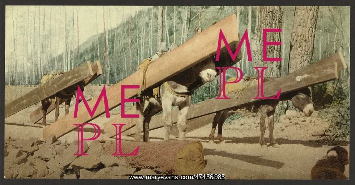 : Colorado. A lumber pack : Colorado. A lumber pack