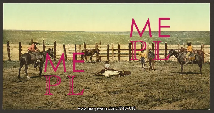 : Colorado. The round up roping a steer Colorado. The round up : Colorado. The round up roping a steer Colorado. The round up