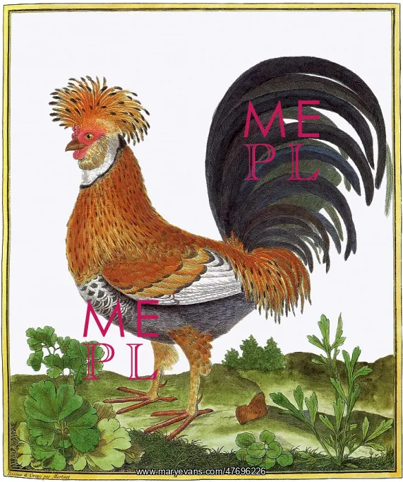  : Colorful Hen