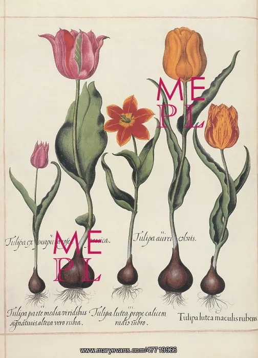: Colorful Tulips : Colorful Tulips
