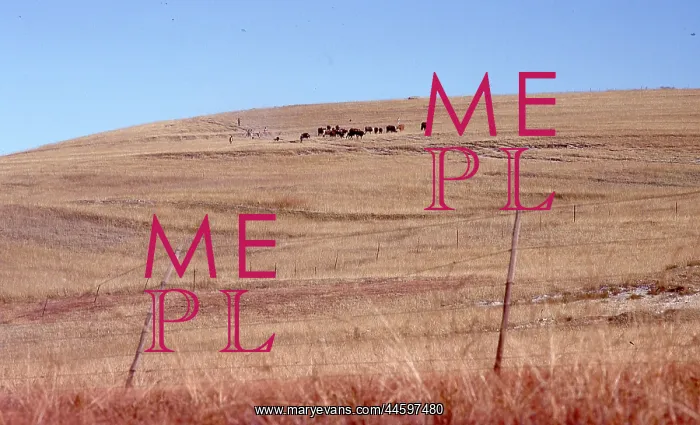 : Colour photo of cattle in the dry landscape of : Colour photo of cattle in the dry landscape of