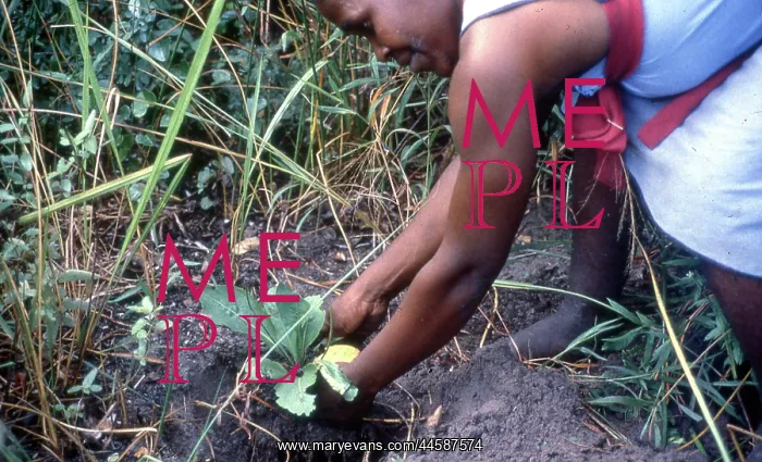 : Colour photo of gathering herbs and plants for : Colour photo of gathering herbs and plants for