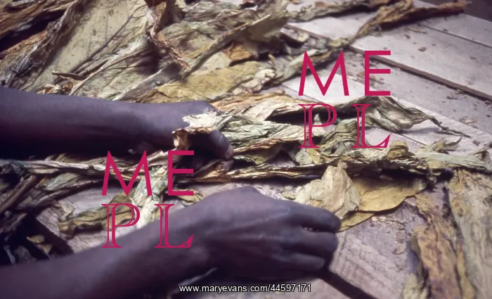 : Colour photo of worker's hands preparing tobacco : Colour photo of worker's hands preparing tobacco