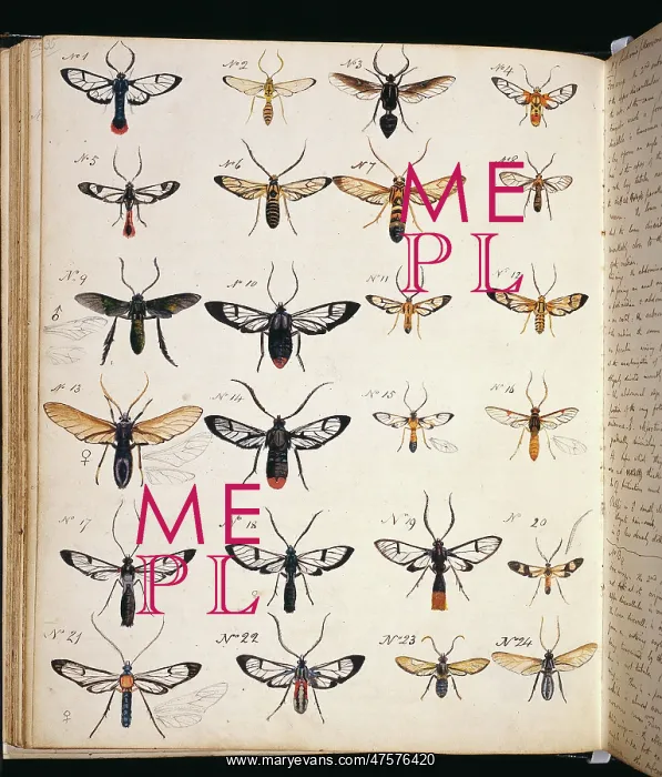 : Coloured sketches of insects : Coloured sketches of insects