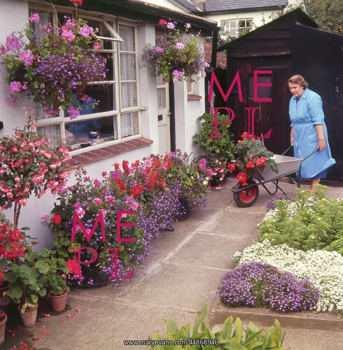 : COLOURFUL GARDEN : COLOURFUL GARDEN