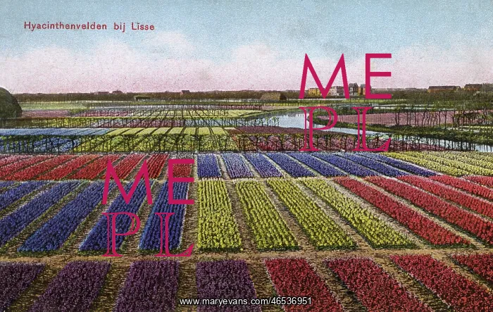  : Colourful Hyacinth fields at Lisse in The Netherlands